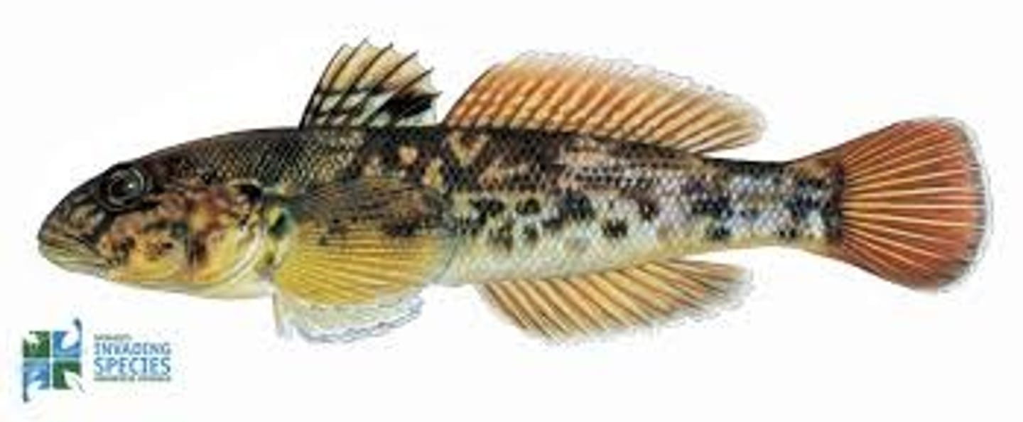 <p>-Gobiidae family, Perciformes order, Acanthopterygii superorder</p><p>-pelvic fins fused in suction cup shape</p><p>-invasive</p><p>-eat invasive zebra mussels</p>