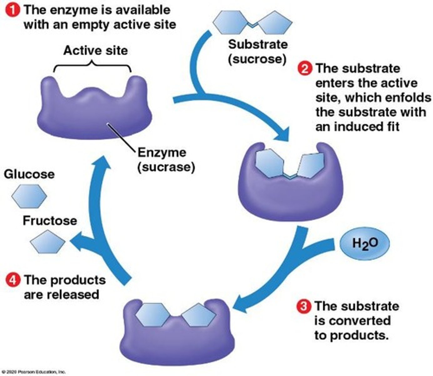 <p>Enzymes act as biological catalysts that speed up reactions by lowering the activation energy.</p>