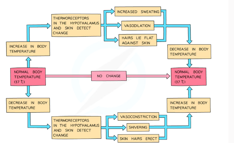 <ul><li><p>They detect external temperature changes using <strong>peripheral receptors</strong> (thermoreceptors found in the skin and mucous membranes)- these <strong>send impulses to the hypothalamus</strong></p></li><li><p>There are also <strong>receptors </strong>in the hypothalamus monitoring the <strong>temperature </strong>of the <strong>blood</strong></p></li></ul><p></p><p>The hypothalamus initiates homeostatic responses, such as:</p><ul><li><p><strong>Vasodilation</strong>- the smooth muscle in arteriole walls near the skin relaxes, allowing more heat to be lost by radiation</p></li><li><p><strong>Sweating</strong>- sweat evaporates off the skin, removing latent heat and cooling the body</p></li><li><p><strong>Flattening skin hairs</strong>- the erector muscles in the skin relax, allowing air to circulate over the skin freely</p></li></ul><p></p>