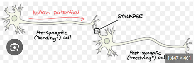<ul><li><p>communication that occurs when the axon terminal of one neuron meets the dendrites of the next neuron = <u>chemicals are released</u></p></li><li><p></p></li><li><p><u>there is a SPACE there/ no physical touching&nbsp;&nbsp;</u></p></li></ul><p></p>