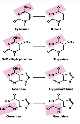 <p>C &gt; U, 5MC &gt; Thymine, Adenine &gt; HypoX, G &gt; X</p>