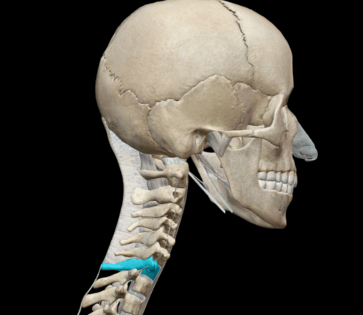 knowt flashcard image