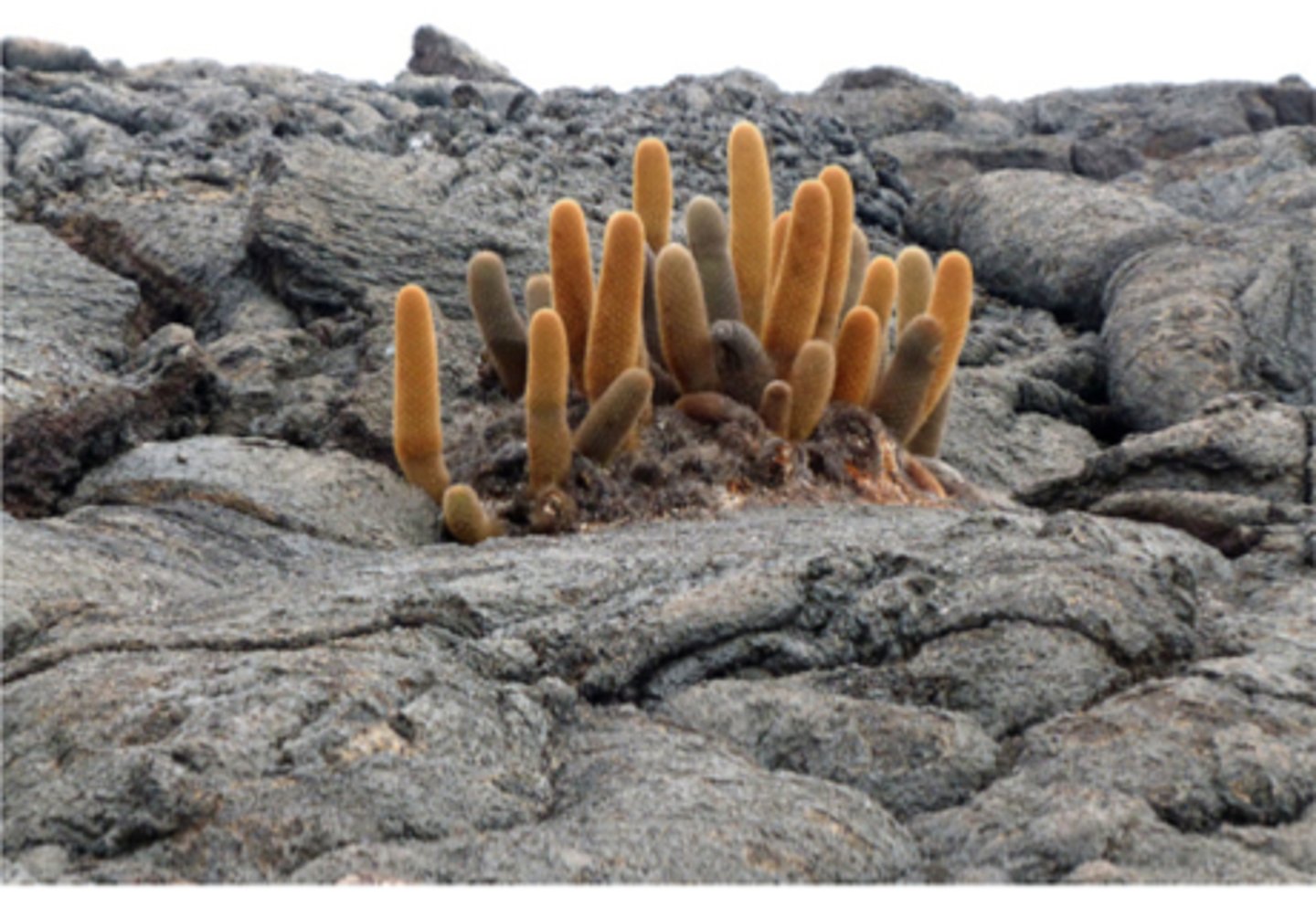 <p>lava cactus found in Galapagos Islands</p>