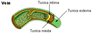 <ul><li><p>thinner tunica media due to lower blood pressure</p></li><li><p>larger lumen than in artery→ ensures blood returns to heart at adequate speed</p></li><li><p>have valves→ prevent backflow</p></li></ul>