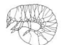 <p>Type of larva: 3 pair jointed, well developed legs + NOT dorsal-ventrally flattened</p>