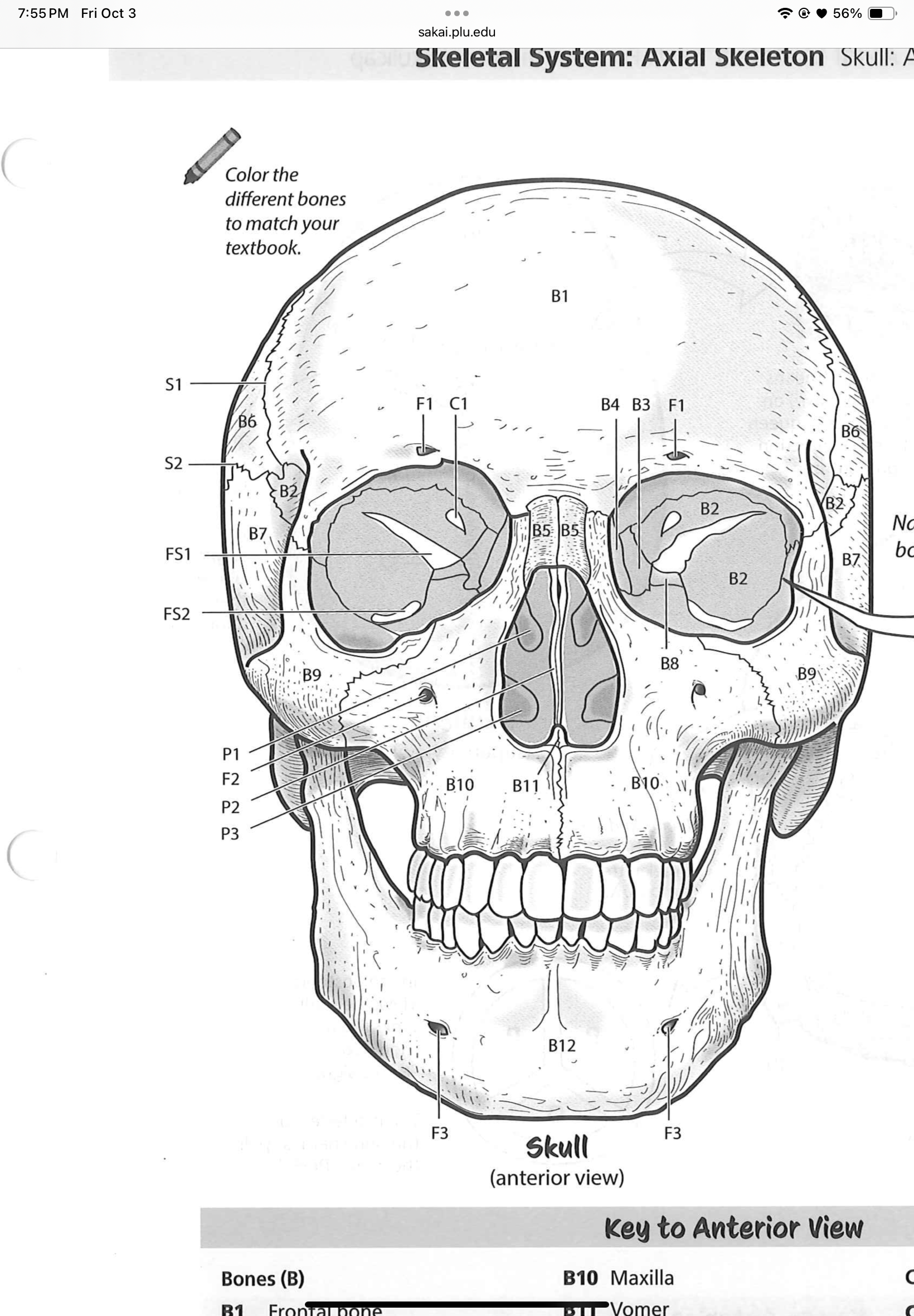 <p>B12</p>