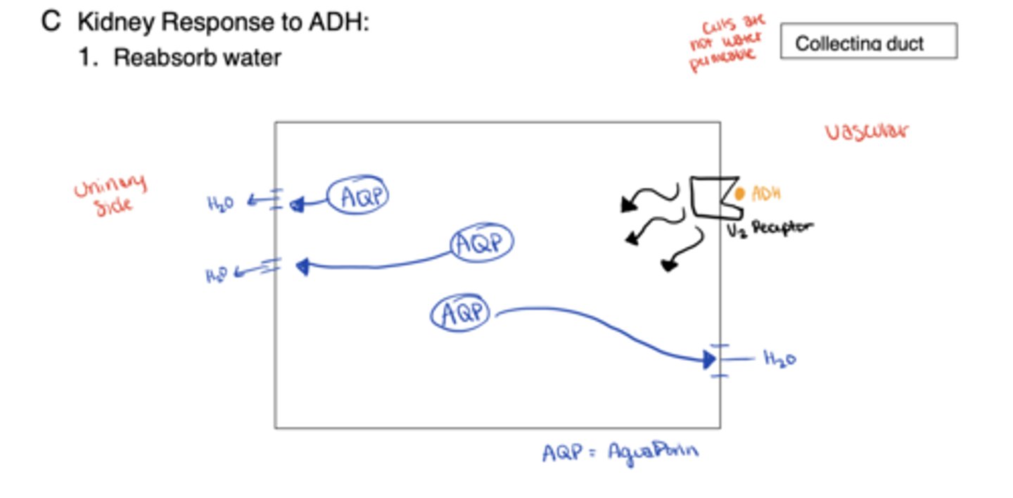 <p>ADH binds V₂ receptors → aquaporin-2 channels insert in luminal membrane → water enters cell → blood</p>