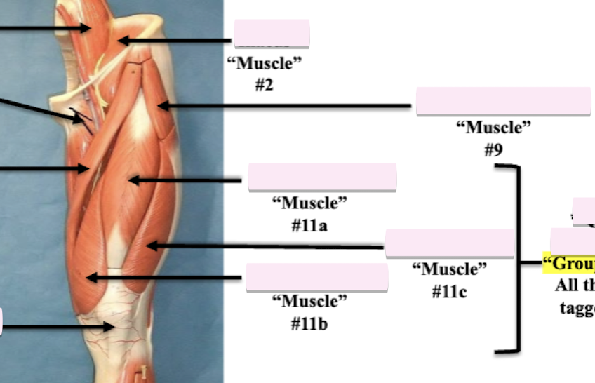 <p>Label muscle #9 </p>