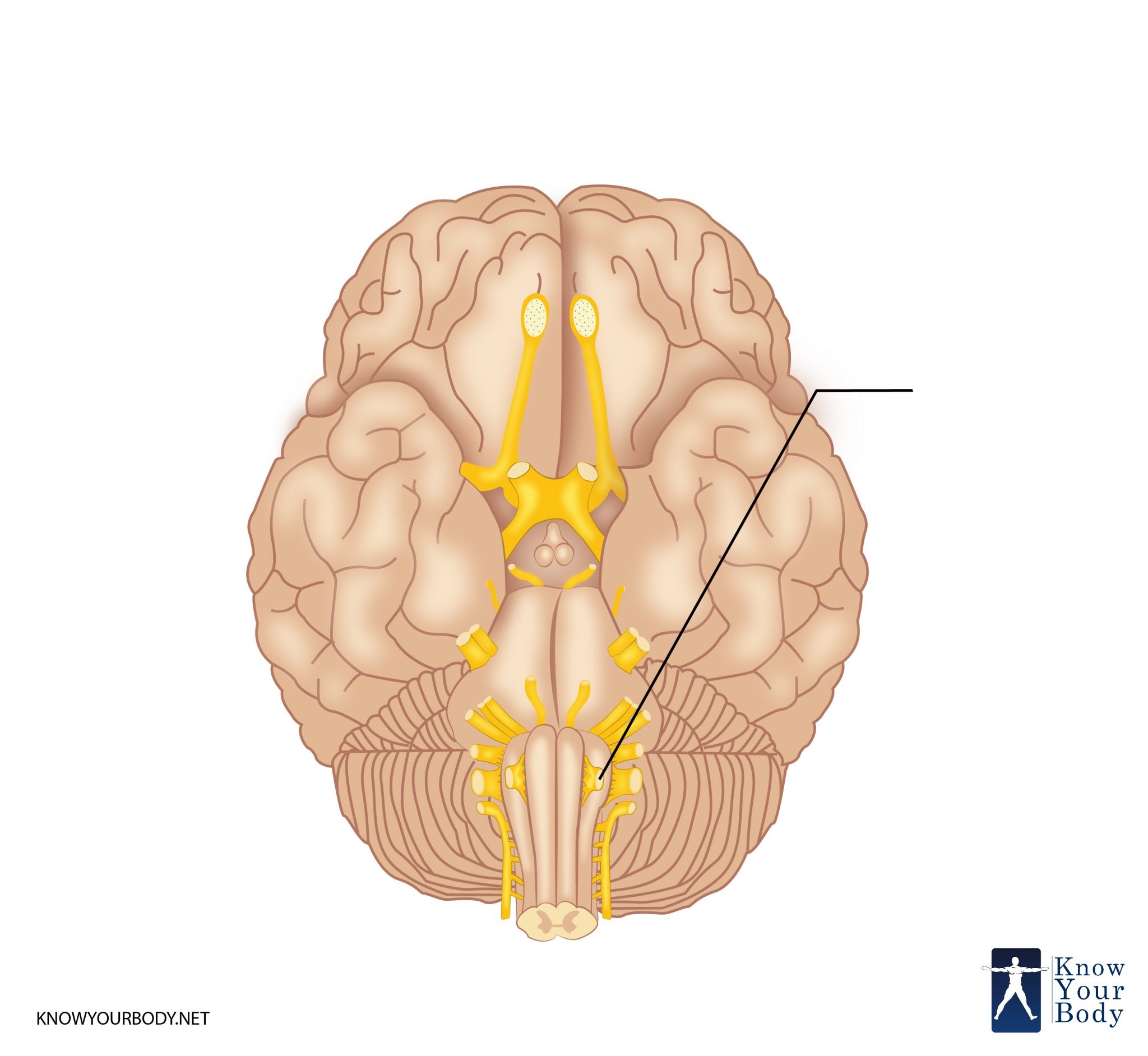 <p>What is the name and number of this craninal nerve?</p>