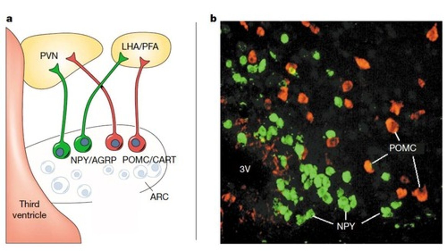 <p>Neurons in the hypothalamus that include the paraventricular nucleus (PVN), lateral hypothalamus (LHA), and peri-fornical area (PFA).</p>