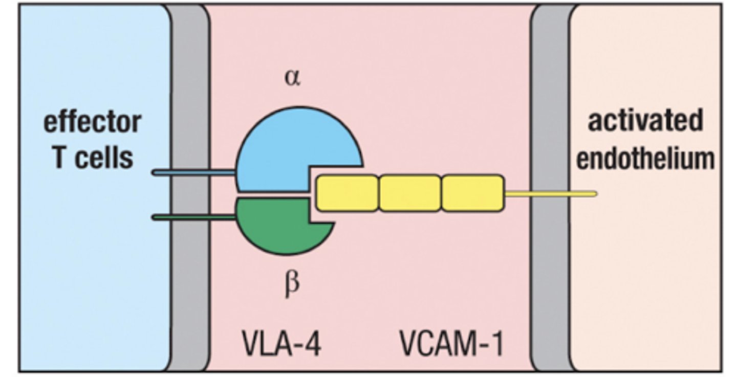 <p>expressed on activated T cells</p><p>Binds to VCAM-1 on inflamed tissue in blood vessels</p>