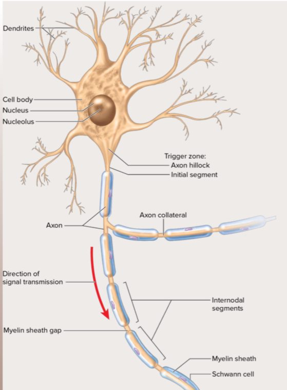 <p>Cell body, axon, and dendrites</p>