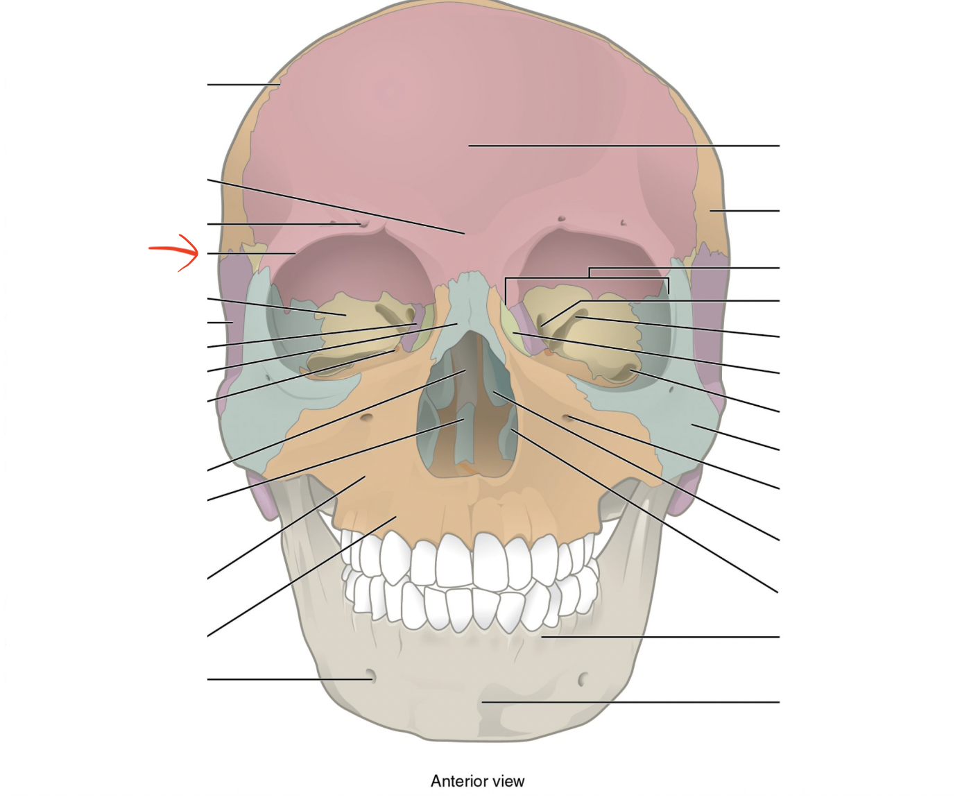 <p>Ridge above each eye</p>