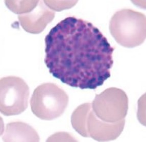<p><span style="font-family: "Times New Roman", serif">Least common WBC. Involved in allergic and inflammatory responses; release histamine and heparin.</span></p>