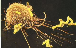 <p>digest exogenous antigen. use oxygen-dependent killing by reactive oxygen intermediates (ROI). perform oxygen-independent killing via various hydrolytic enzymes. have antimicrobial &amp; cytotoxic peptides called defensins. secrete tumor necrosis factor-alpha (TNF-alpha). express high levels of MHC II &amp; peptide complex + MHC II (antigen presentation).</p>