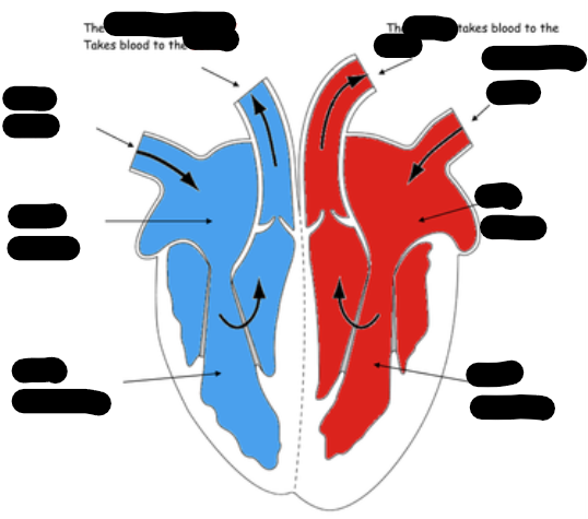 <p>Structure of the Heart</p>