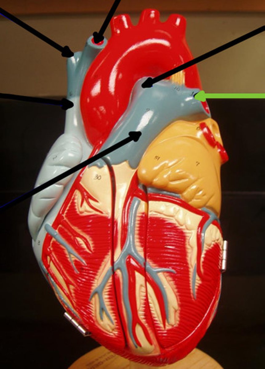 <p>Name the structure and function</p>