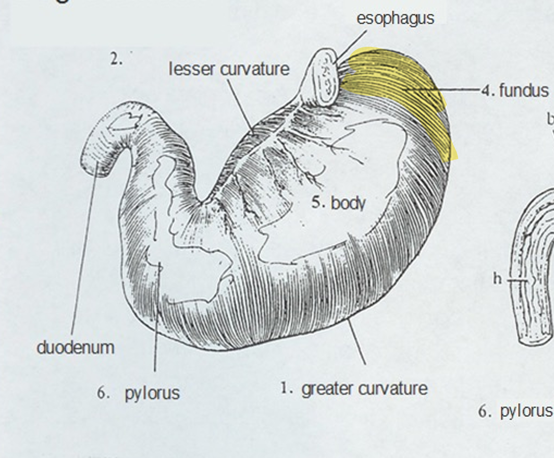 <ul><li><p>Left side of the stomach adjacent to the cardia often expanded with gas</p></li></ul><p></p>