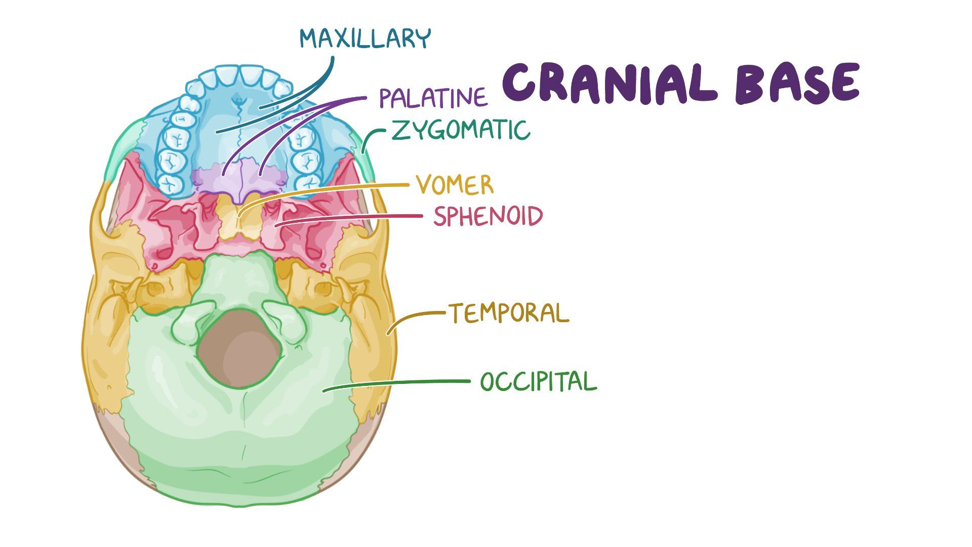 Bones at bottom of skull