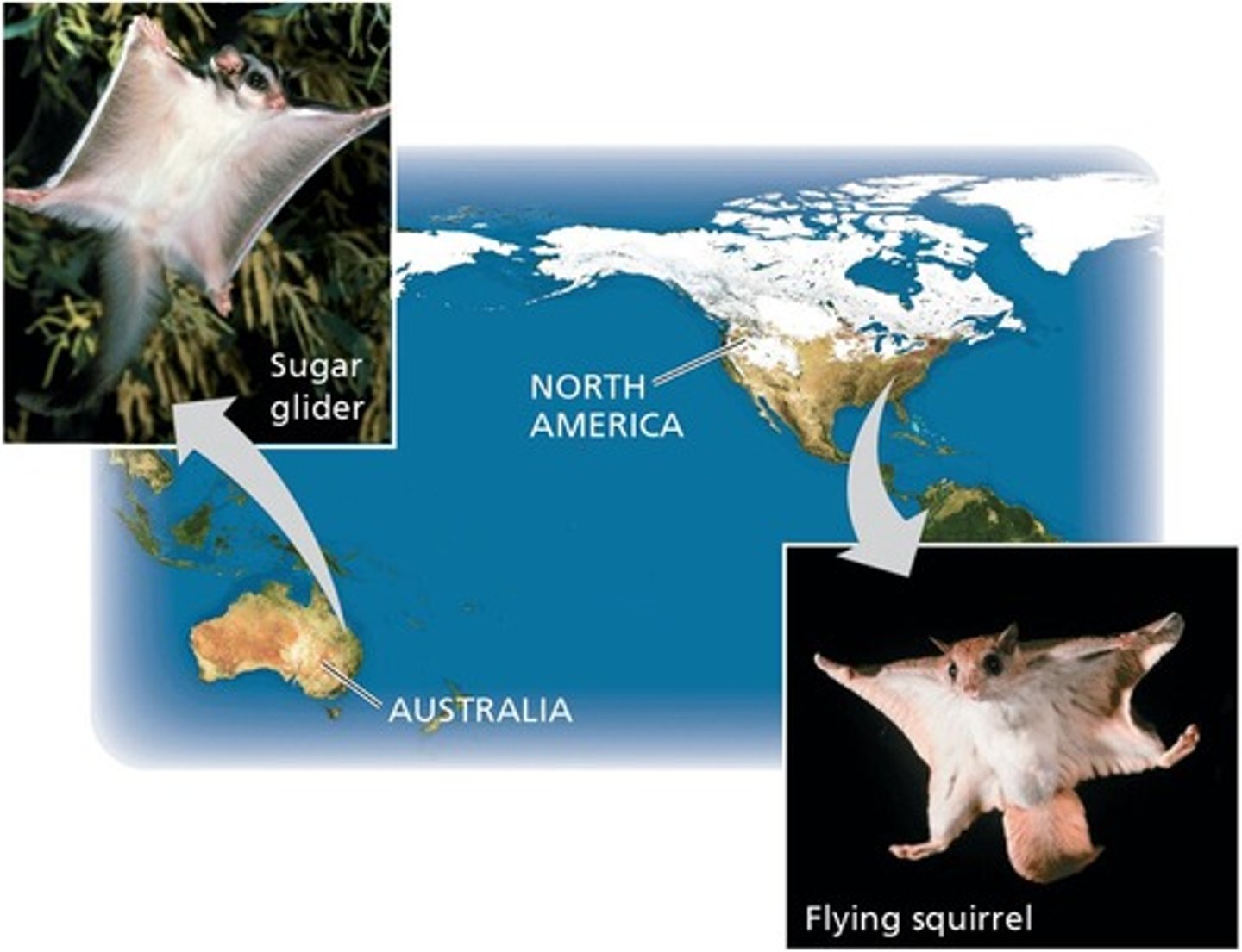 <p>features in different organisms that have similar function (but not necessarily due to common ancestry)</p>