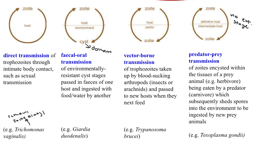 Direct

Faecal-oral 

Vector-borne 

Predator-prey 