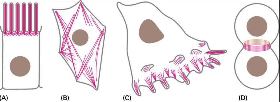 <p>- A. microvilli (mikroklky)</p><p>- B. stresová vlákna</p><p>- C. lamellipodia, filopodia</p><p>- D. kontraktilní prstenec</p>