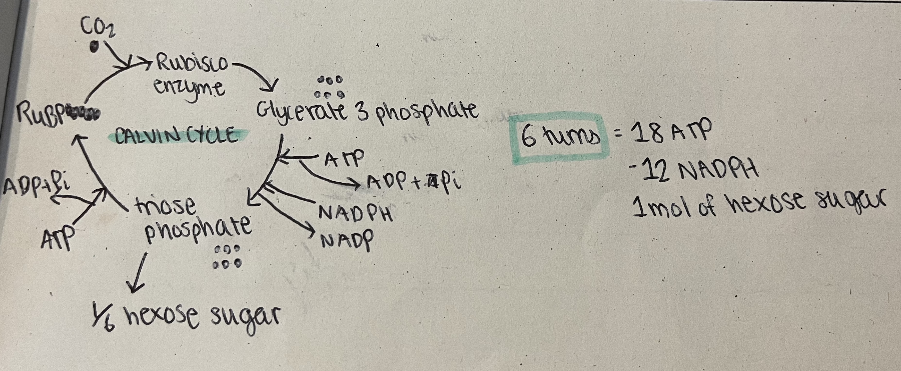 <ol><li><p>Co2 combines with ribulose bisphosphate (RuBP) to produce 2 mols of glycerate 3-phosphate (GP), catalyses by the rubisco enzyme</p></li><li><p>Energy from ATP and NADPH from light dependant reactions used to reduce GP to the sugar triose phosphate (TP)</p></li><li><p>NADP and ADP and Pi return to light dependant stage to collect more electrons</p></li><li><p>1/6 TP converted into useful organic substances, meaning the cycle needs to turn six times to make one hexose sugar</p></li><li><p>5/6 TP used to regenerate RuBP by using some ATP</p></li></ol><p></p>