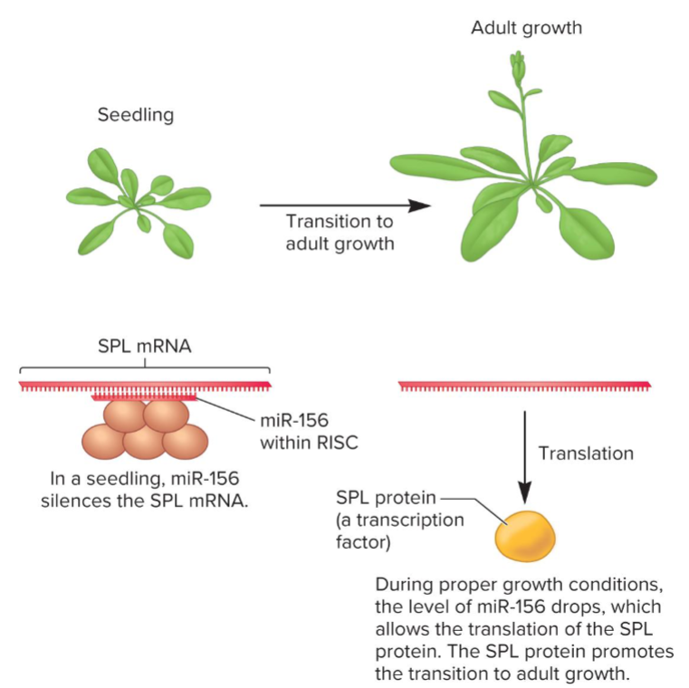 <ul><li><p>RNAi is vital for gene reg in plants and animals</p><ul><li><p>production of miRNAs silences the expression of specific mRNAs</p></li></ul></li><li><p>RNAi provides defense against viruses</p></li><li><p>siRNA can inhibit transc by causing chromatin modifications</p><ul><li><p>effect shared w/ piRNAs</p></li></ul></li></ul><p></p>
