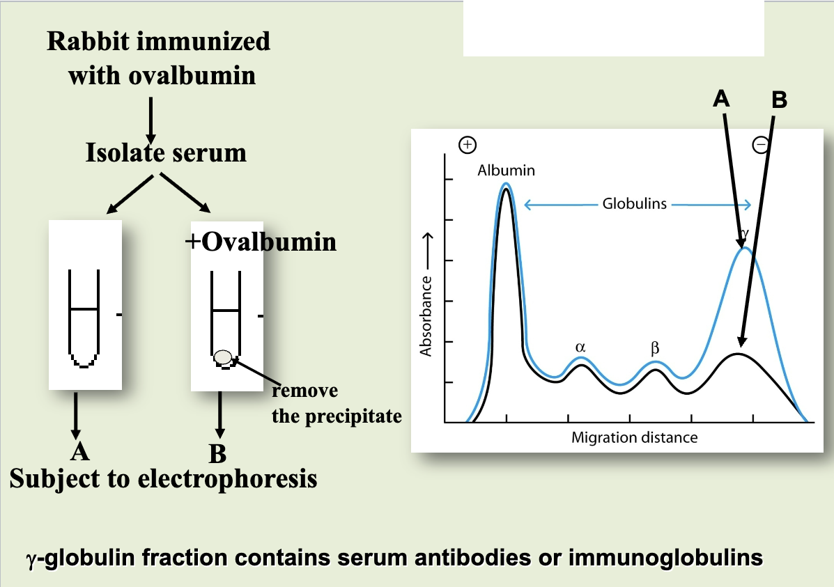 <p>showed that gamma fraction of serum contains immunoglobulins that bind antigens. injected rabbits with ovalbumin as an antigen and collected the serum. add ovalbumin into tube B caused it to precipitate (ppt), indicating something in gamma fraction was responsible for binding the antigen. subjected serums into electrophoresis. decreased amount of <span style="background-color: transparent;">γ-globulin fraction (tube B): suggested it was responsible for binding Ag, named immunoglobulin/antibody</span></p>
