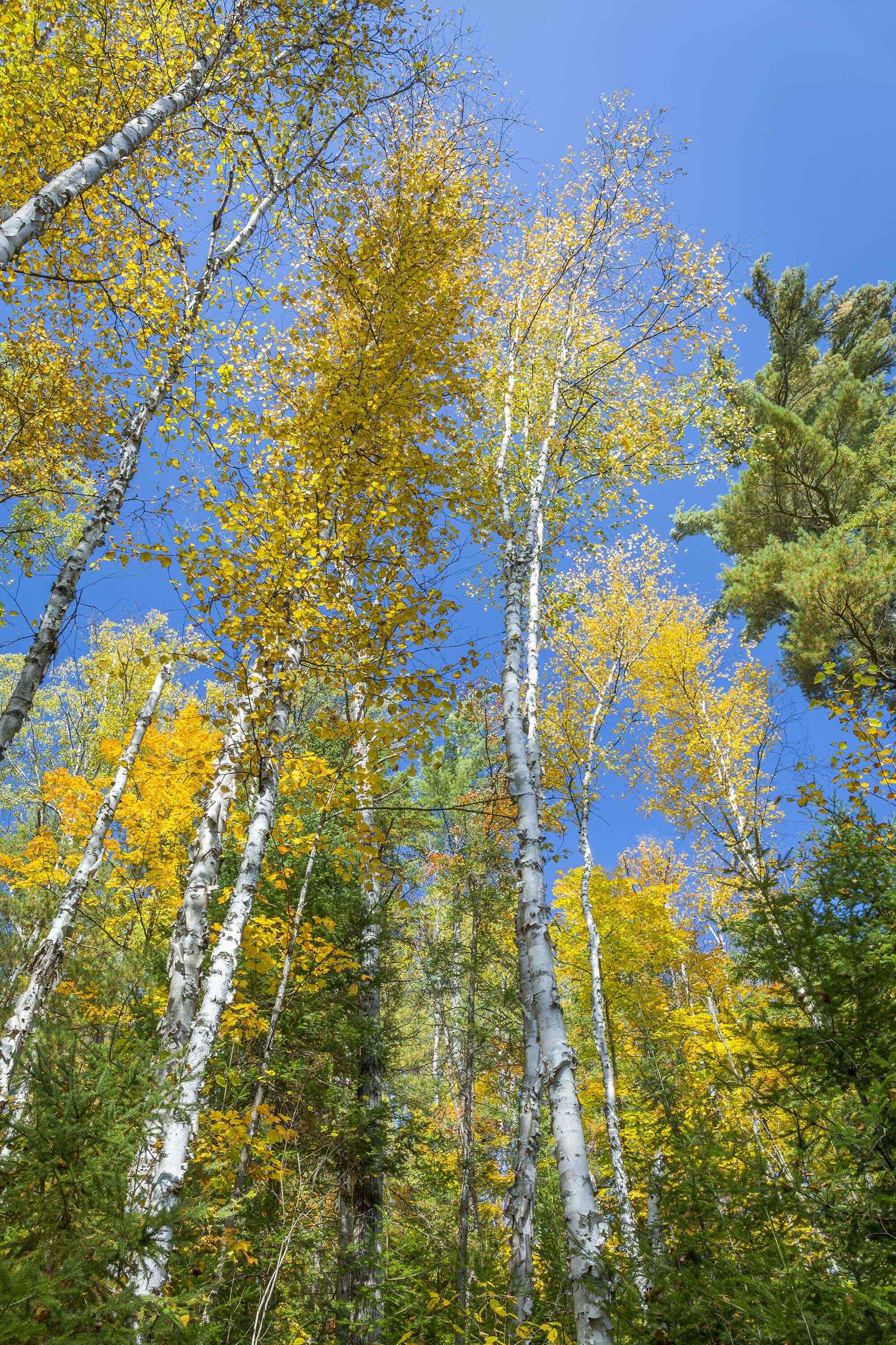 <p>Betula papyrifera</p>