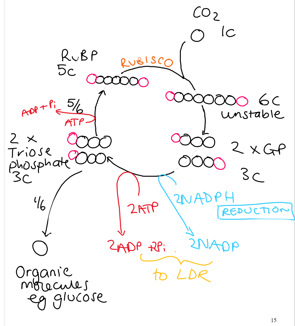 <p>LIR (Calvin cycle)</p>