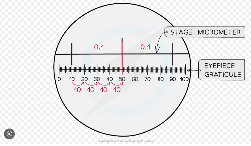 A measuring device placed in the eyepiece of a microscope and acts as a ruler when you view an object under the microscope 