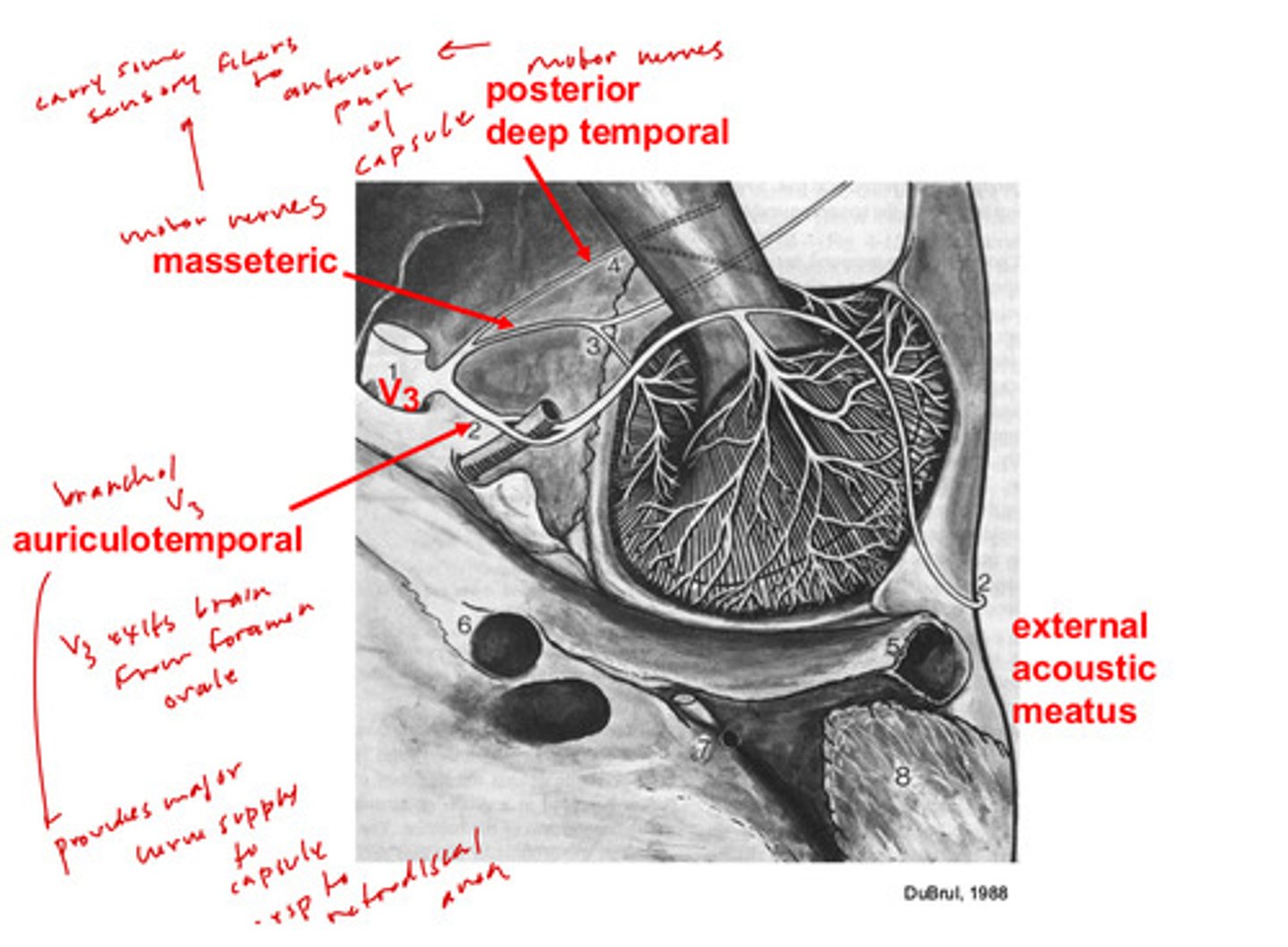 <p>they are motor nerves, but carry some sensory fibers to anterior part of capsules</p>