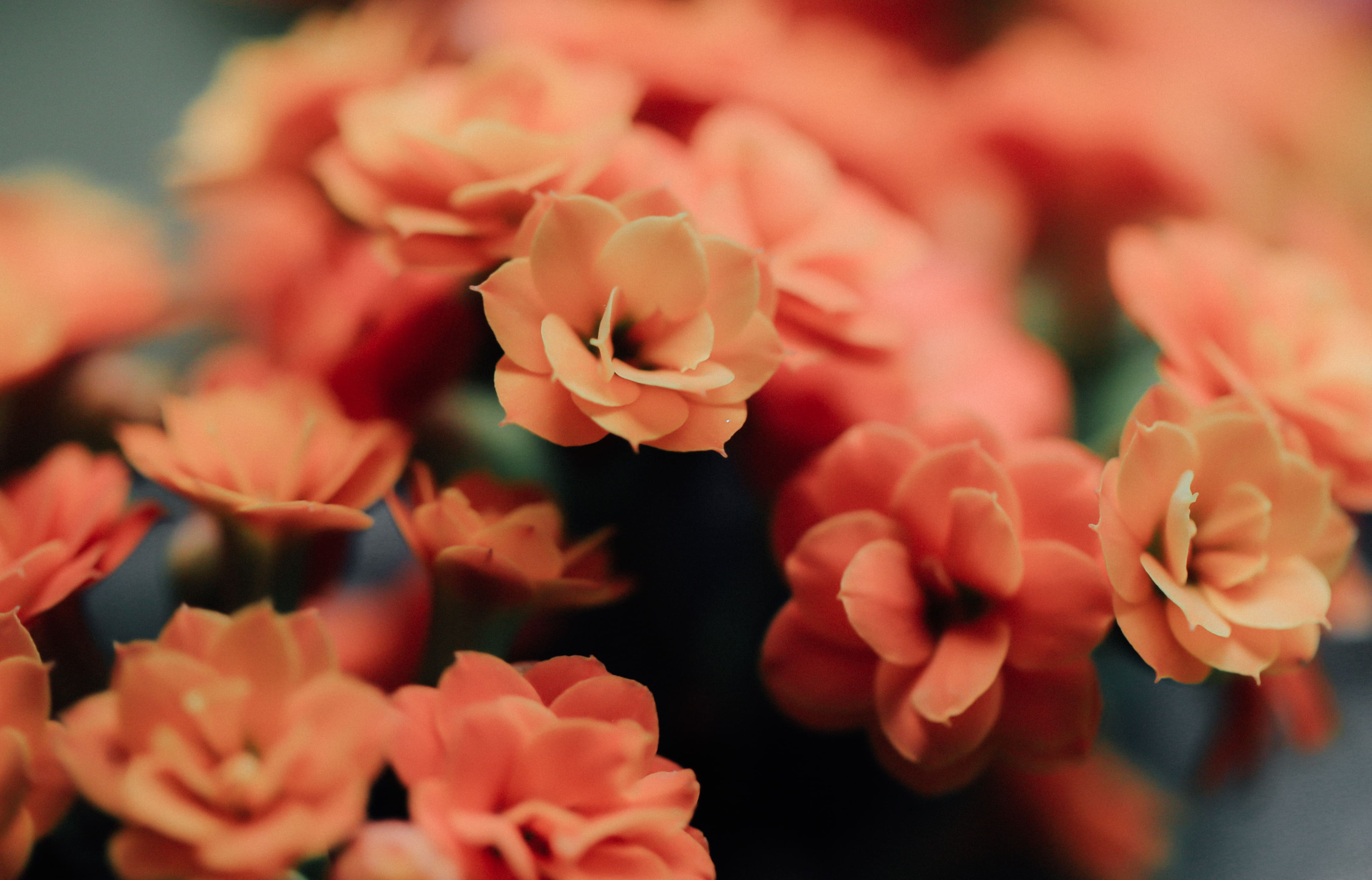 <p>Definition:A director intentionally puts an object slightly out of focus</p><p>Purpose: For memory, shifts focus, keeps a character in focus, created perspective</p>