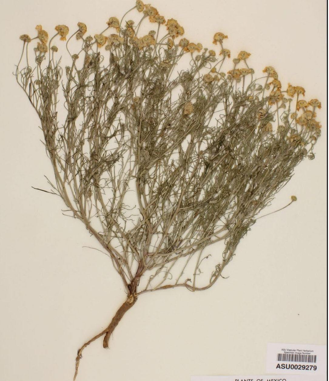 <p>small flowers above leaves, no leaves on flowering stem. Distinct node at soil surface. Leaves are thin and wispy. Shark teeth bracts</p>