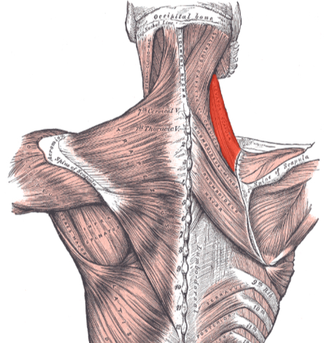 <p>Which muscle elevates the scapula?</p>