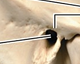 <p>What is the name of this bone in the skull?</p>