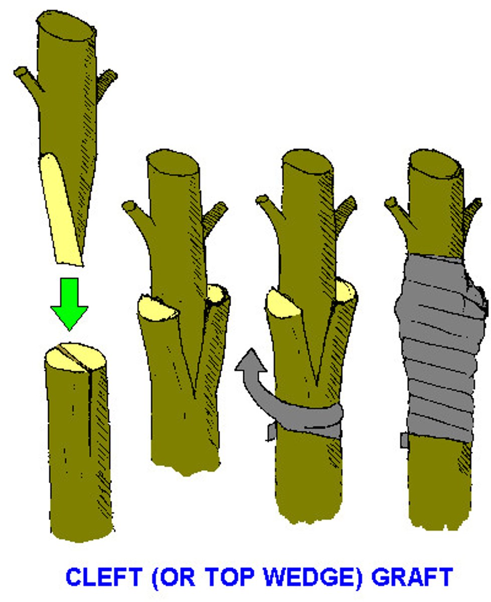 <p>The creation of new plants (clones) through human manipulation e.g. cuttings.</p>