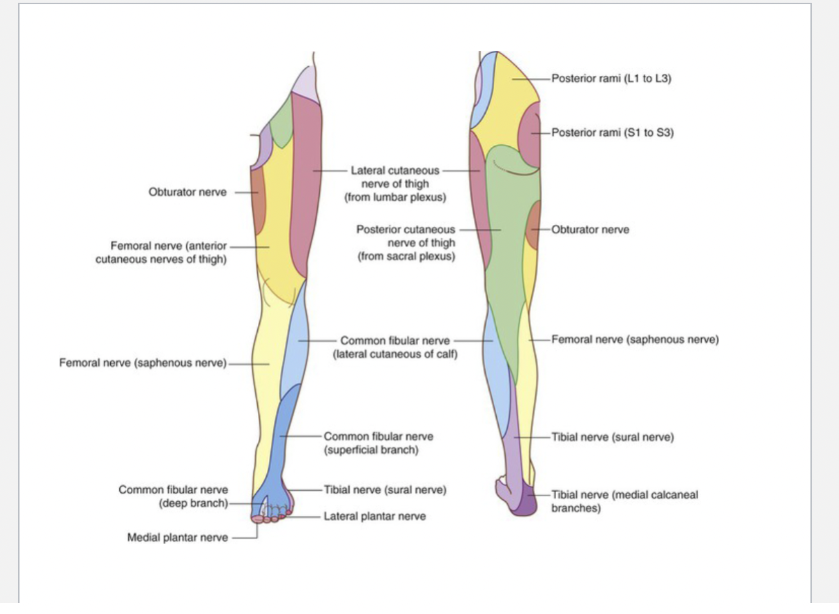 <p>Femoral Nerve </p>