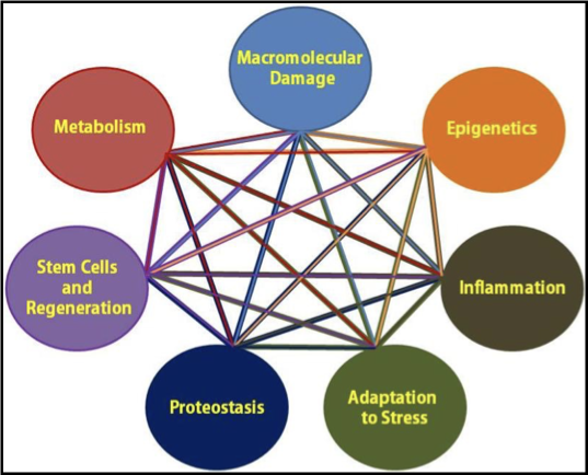 <p>intertwined processes that promote ageing</p>