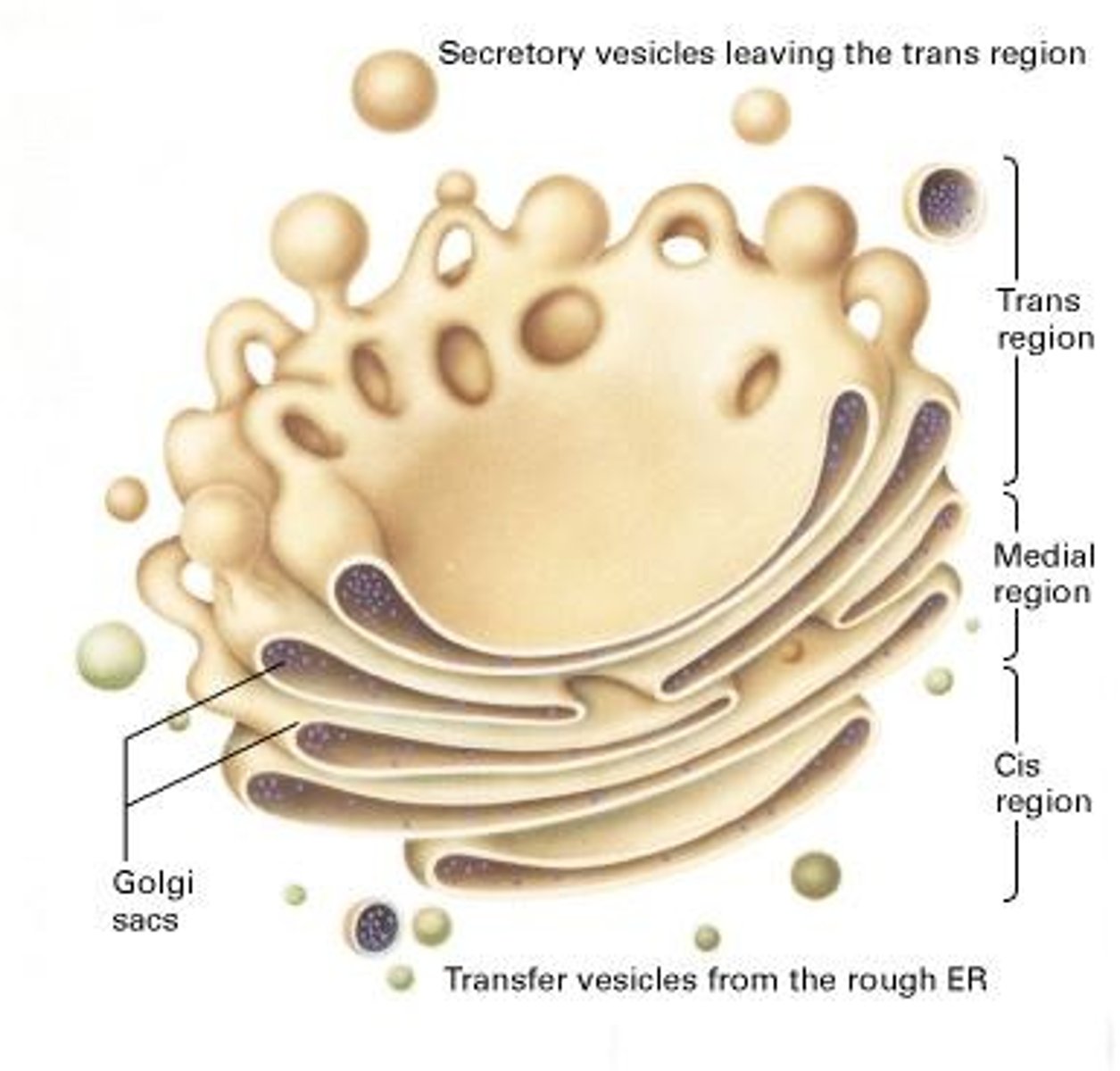 <p>Modifies, sorts, and packages proteins from the ER.</p>