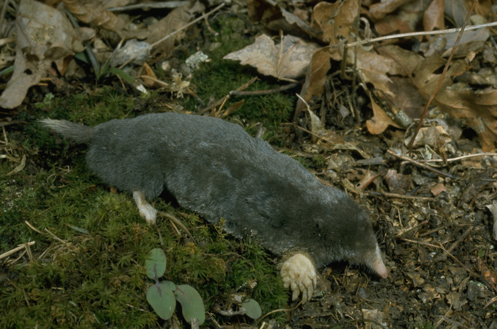 <p>hairy tailed mole </p>