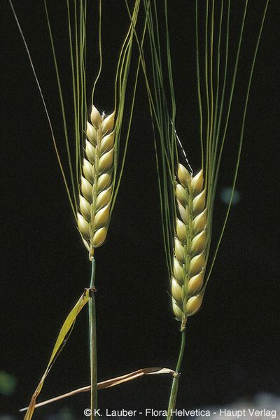 <p>Hordeum distichon</p>