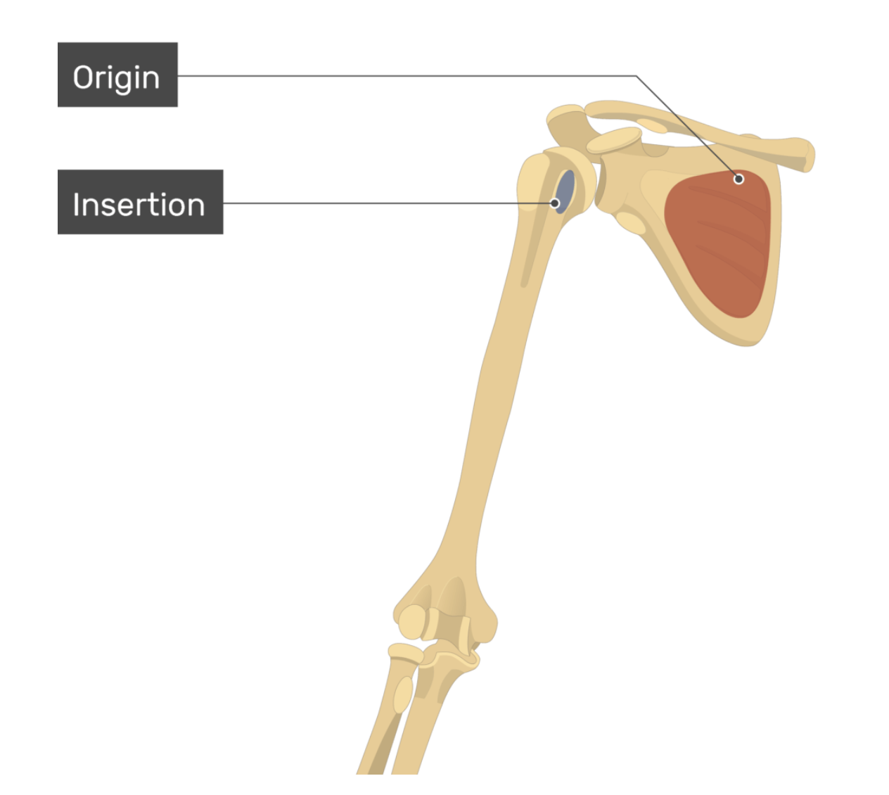 <p>subscapularis</p>