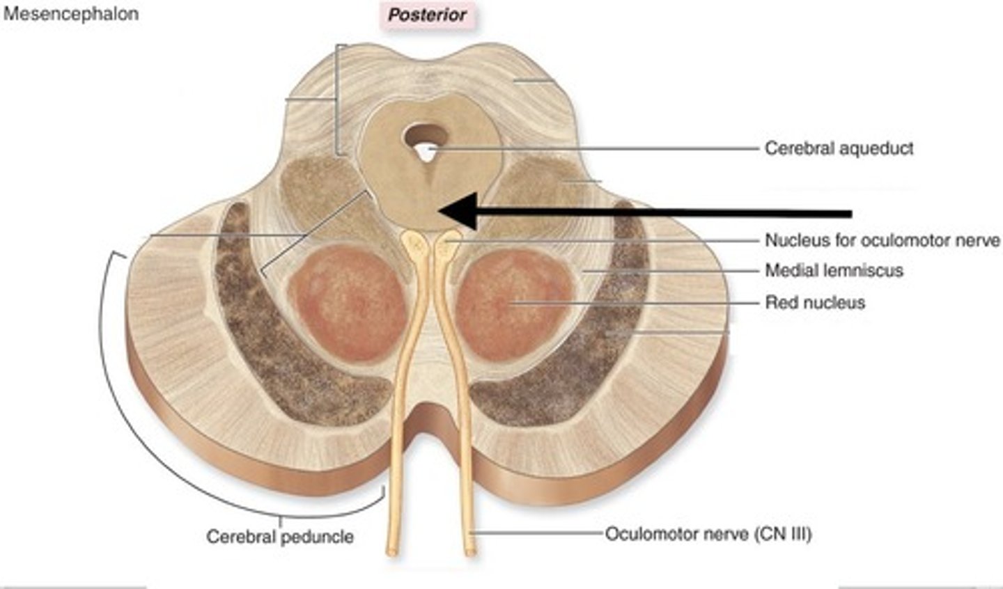 <p>"circle" of gray matter that surrounds the cerebral aqueduct in the tegmentum of midbrain</p>