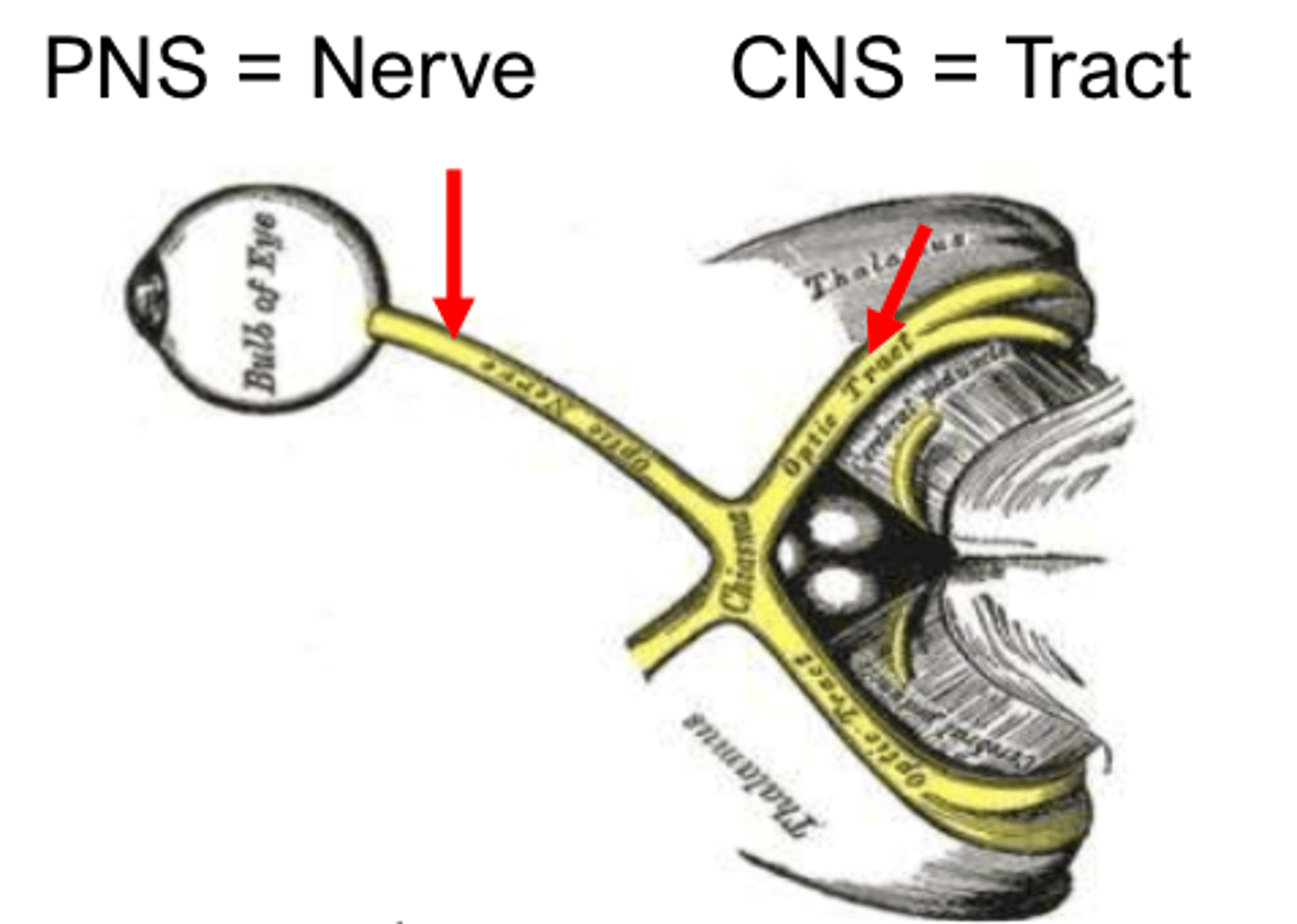 <p>tract</p>