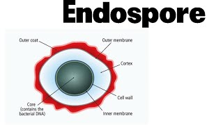 <p>Endospore</p>