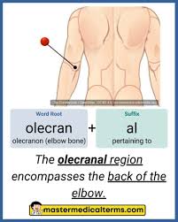 <p><span><span>the back of the elbow</span></span></p>