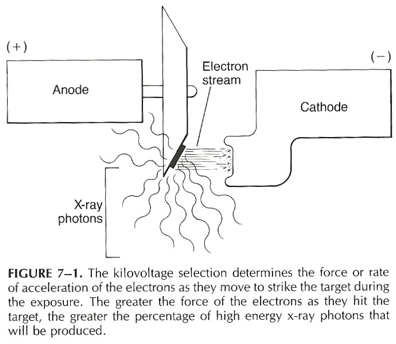 <ul><li><p><span><span>force that accelerates the electrons from cathode to anode</span></span></p></li><li><p><span><span> energy or </span><strong><em><span>quality </span></em></strong><span>of the x-ray beam is determined by the kV selected&nbsp;</span></span></p></li></ul><p></p>