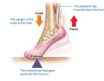 <p>Load in middle</p><p>Fulcrum close to load </p><p>Mechanical advantage because large load is moved with small force</p>
